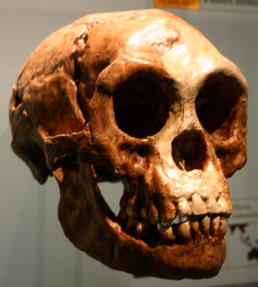 homo_floresiensis